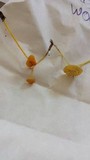 Mycena crocea image