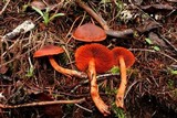 Cortinarius californicus image