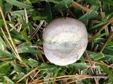 Lactarius paradoxus image