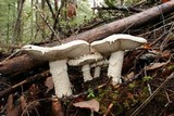 Amanita smithiana image