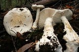 Amanita smithiana image