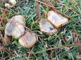 Suillus cothurnatus image