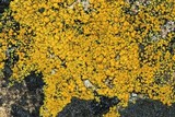 Caloplaca subsoluta image