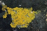 Caloplaca subsoluta image