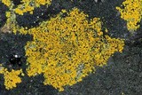 Caloplaca subsoluta image
