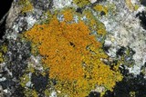Caloplaca subsoluta image