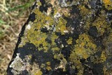 Caloplaca subsoluta image