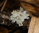 Tremella fuciformis image