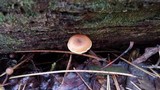 Xeromphalina cauticinalis image