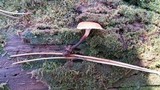 Xeromphalina cauticinalis image
