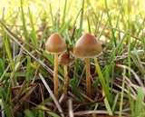 Psilocybe inquilina image