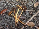 Psilocybe inquilina image