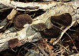 Hexagonia hydnoides image