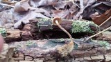 Gymnopus semihirtipes image