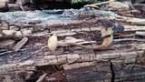 Gymnopus semihirtipes image