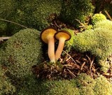 Phylloporus rhodoxanthus image