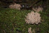 Ramaria rubella image