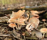 Gymnopus luxurians image