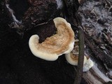 Cerrena unicolor image