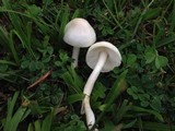 Limacella subillinita image