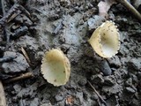 Tarzetta cupularis image