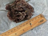 Thelephora terrestris image