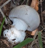 Amanita sect. Vaginatae image