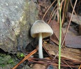 Volvariella hypopithys image
