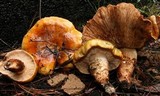 Tricholoma focale image