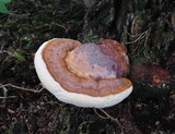 Ganoderma curtisii image
