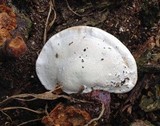 Ganoderma curtisii image