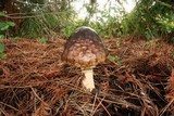 Amanita augusta image