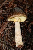 Amanita augusta image