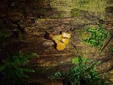 Calocera arborea image