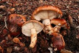 Tricholoma fracticum image