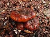 Tricholoma fracticum image