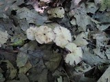 Laccaria amethystina image