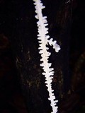 Brunneocorticium corynecarpon image