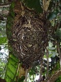 Brunneocorticium corynecarpon image