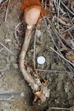 Battarrea phalloides image