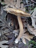 Inocybe asterospora image