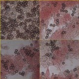 Inocybe asterospora image