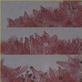 Inocybe asterospora image