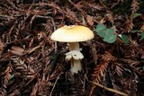 Amanita pantherinoides image