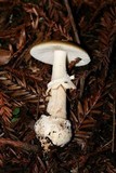 Amanita pantherinoides image