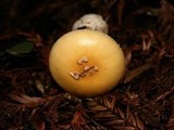 Amanita pantherinoides image