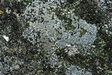 Myriolecis dispersa image