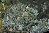 Myriolecis dispersa image