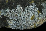 Myriolecis dispersa image