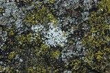 Myriolecis dispersa image